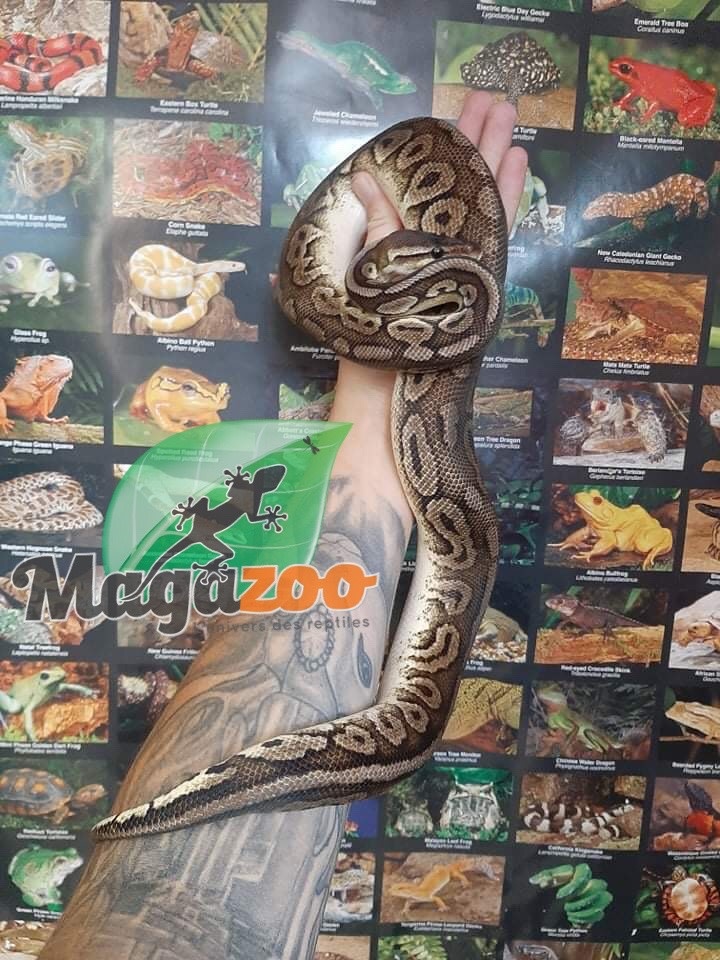 Magazoo Pewter Double het Caramel  Pied Male (cinamon pastel) Ball python #1