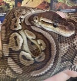 Magazoo Python royal Pewter Double het Caramel  Pied Male #1 (cinamon pastel)