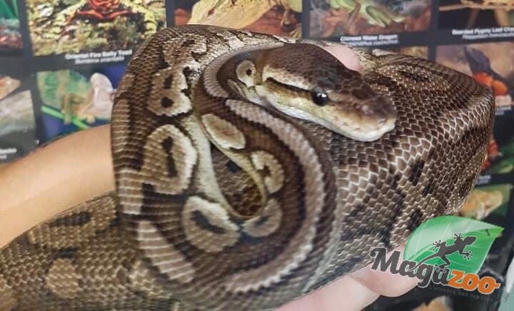Magazoo Python royal Pewter Double het Caramel  Pied Male #1 (cinamon pastel)