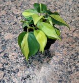 Magazoo Philodendron ''Brasil'' Plant