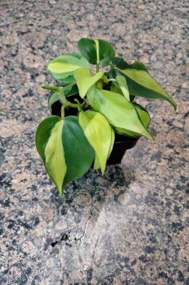 Magazoo Plante Philodendron ''Brasil''