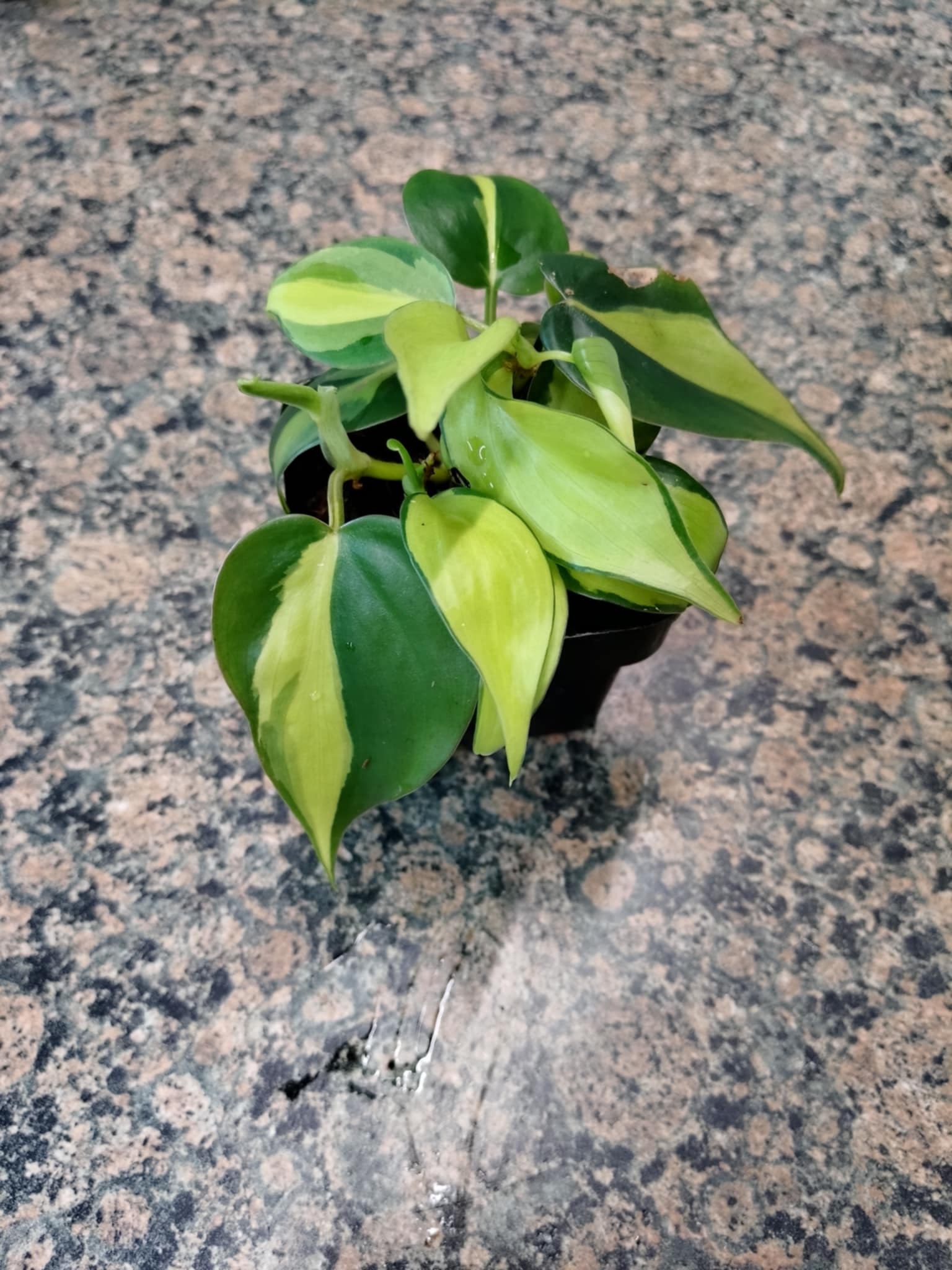 Magazoo Philodendron ''Brasil'' Plant