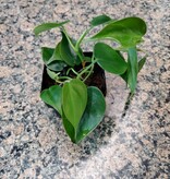 Magazoo Plante Philodendron ''Brasil''