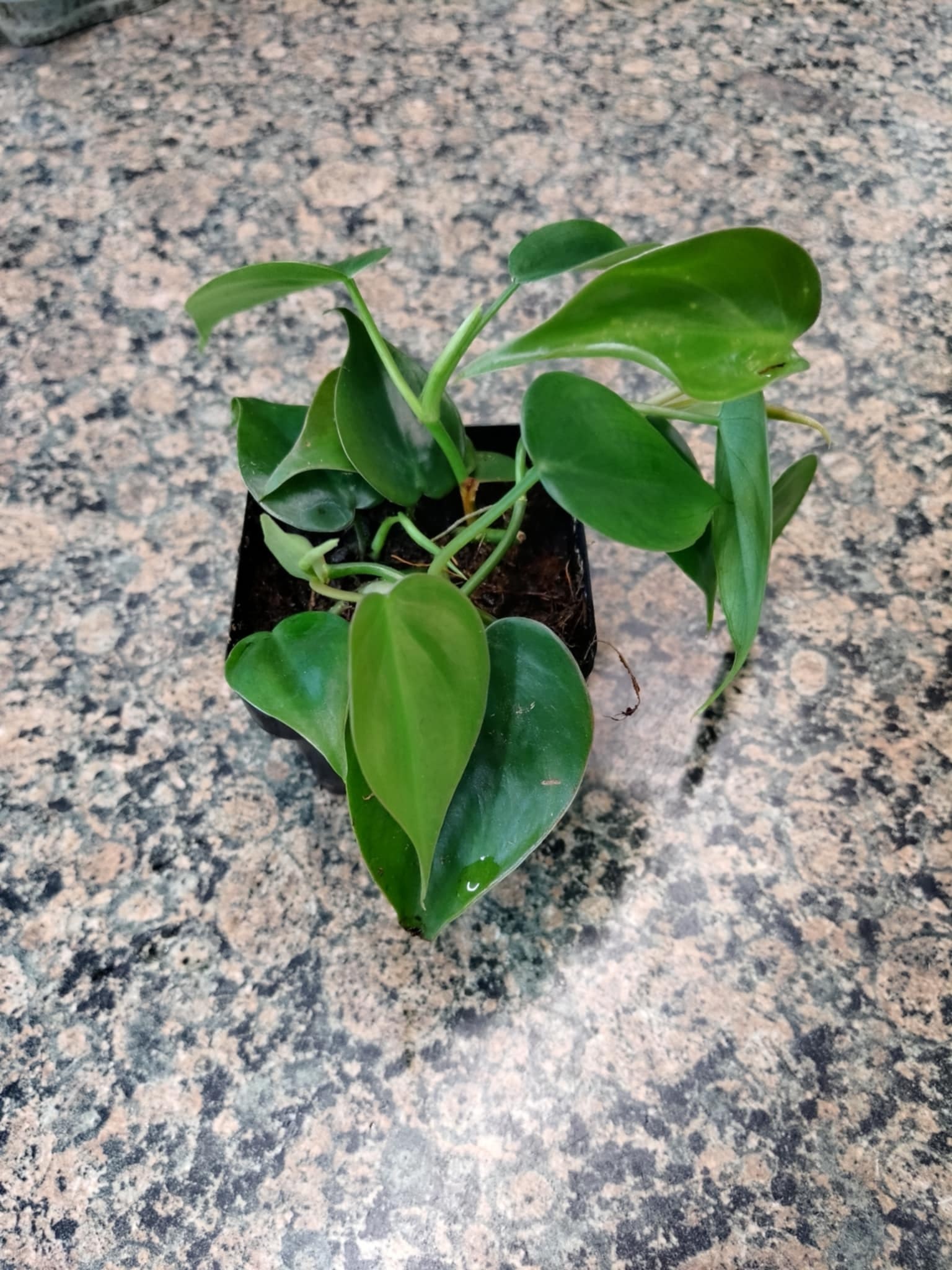 Magazoo Plante Philodendron ''Brasil''