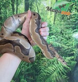 Magazoo Clown male Ball python