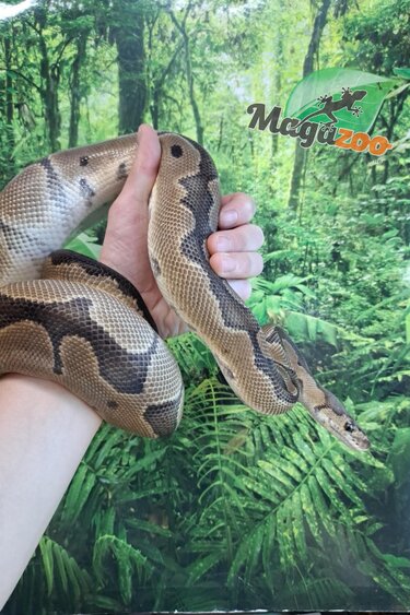 Magazoo Clown male Ball python