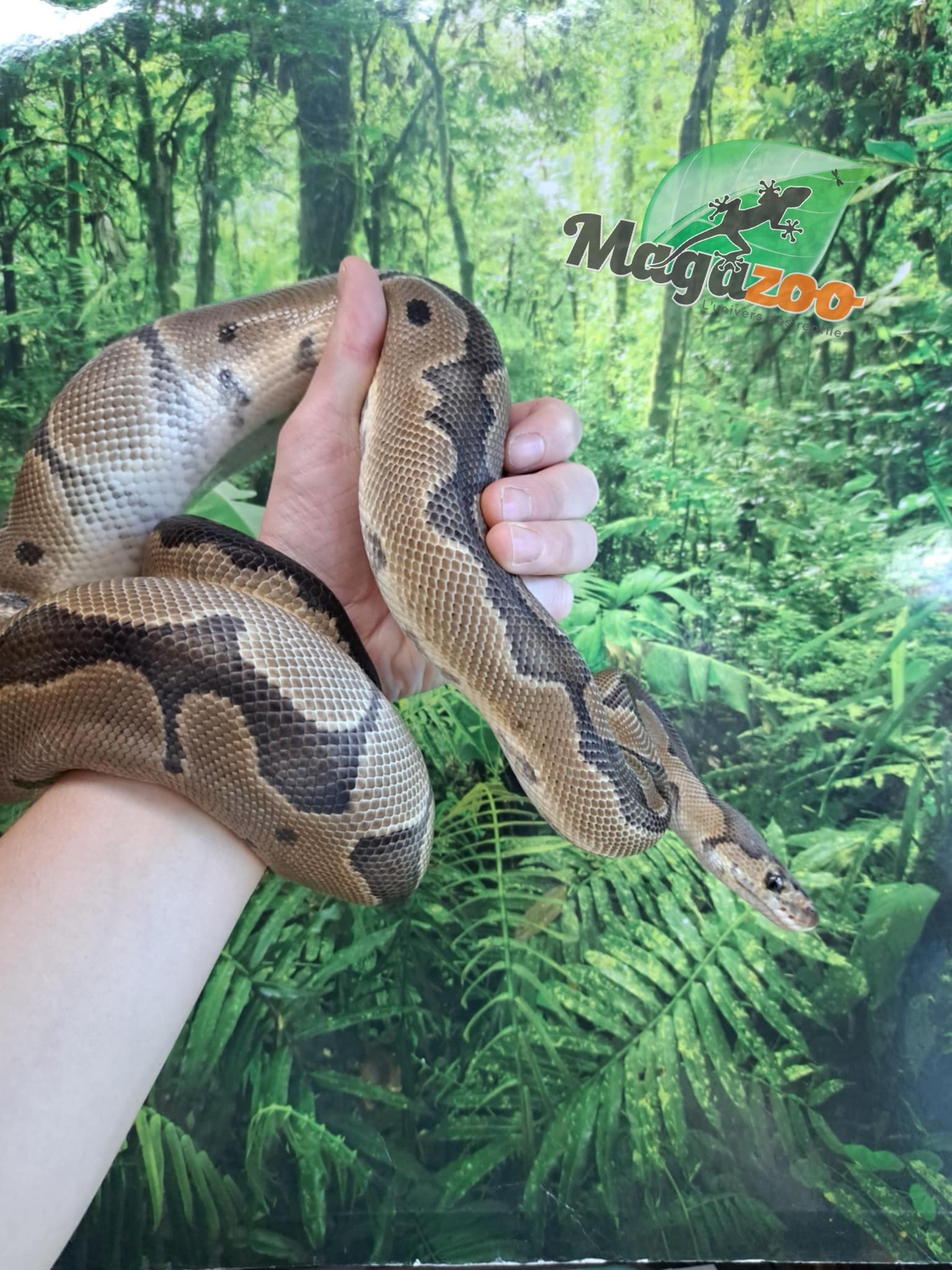 Magazoo Clown male Ball python