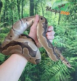 Magazoo Clown male Ball python
