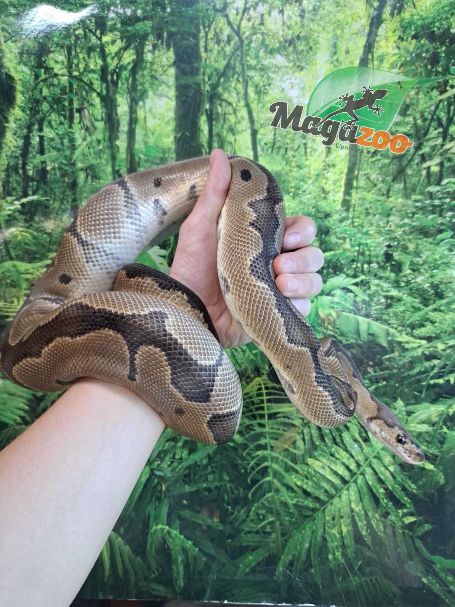 Magazoo Clown male Ball python