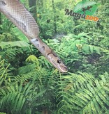 Magazoo Clown male Ball python