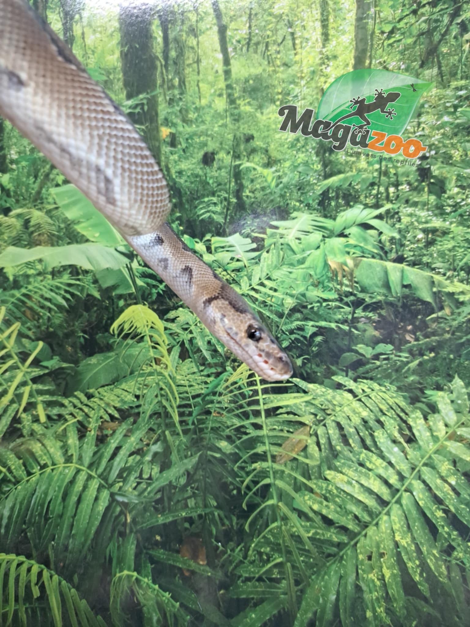 Magazoo Python Royal Clown Mâle