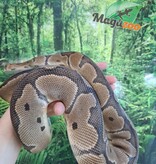 Magazoo Python Royal Clown Mâle