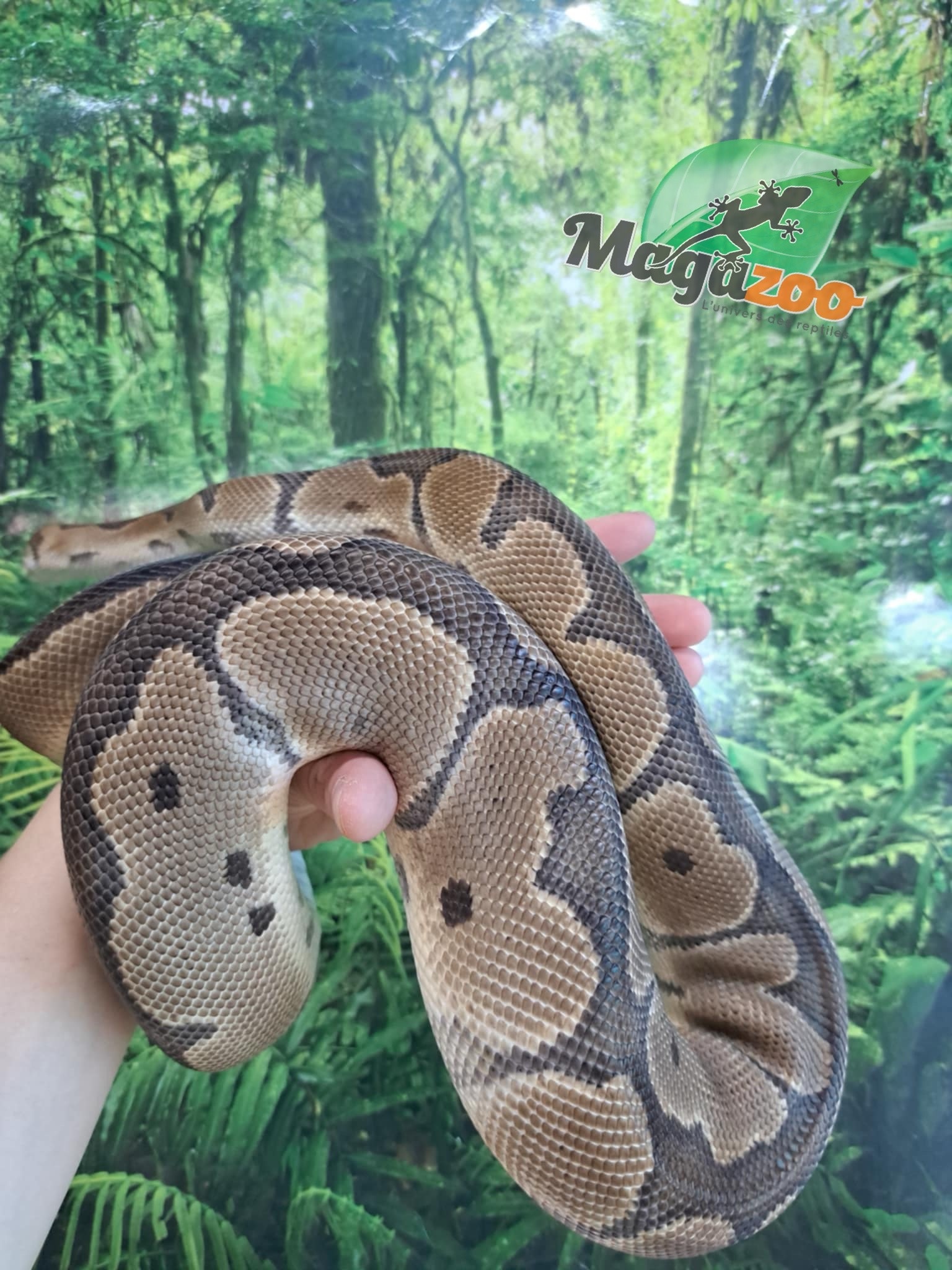 Magazoo Clown male Ball python