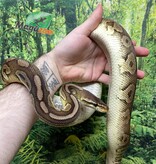 Magazoo Ball Python Pewter Double het Caramel Male #2 (cinamon pastel)