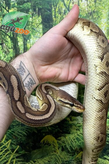 Magazoo Ball Python Pewter Double het Caramel Male #2 (cinamon pastel)