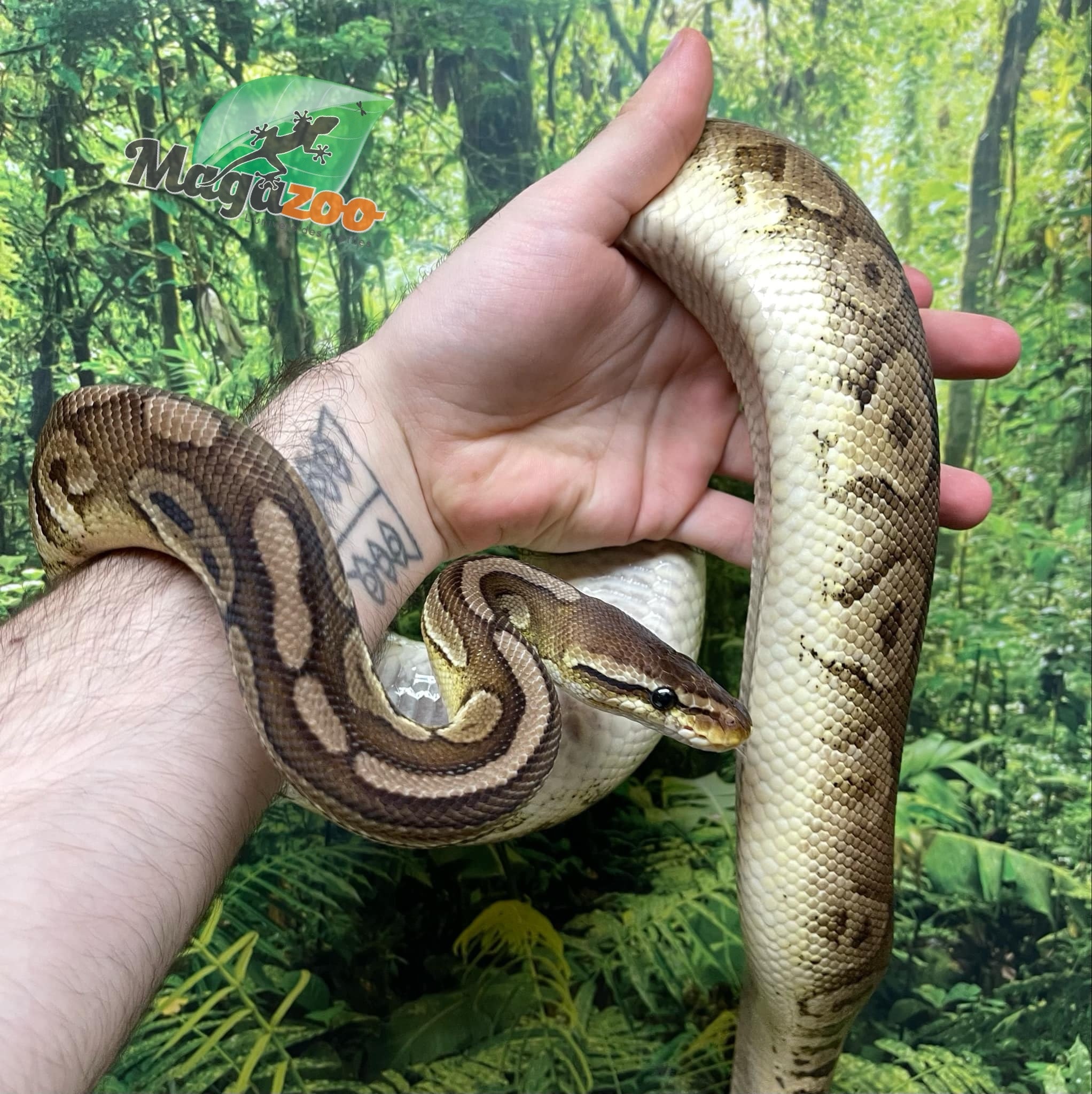 Magazoo Ball Python Pewter Double het Caramel Male #2 (cinamon pastel)