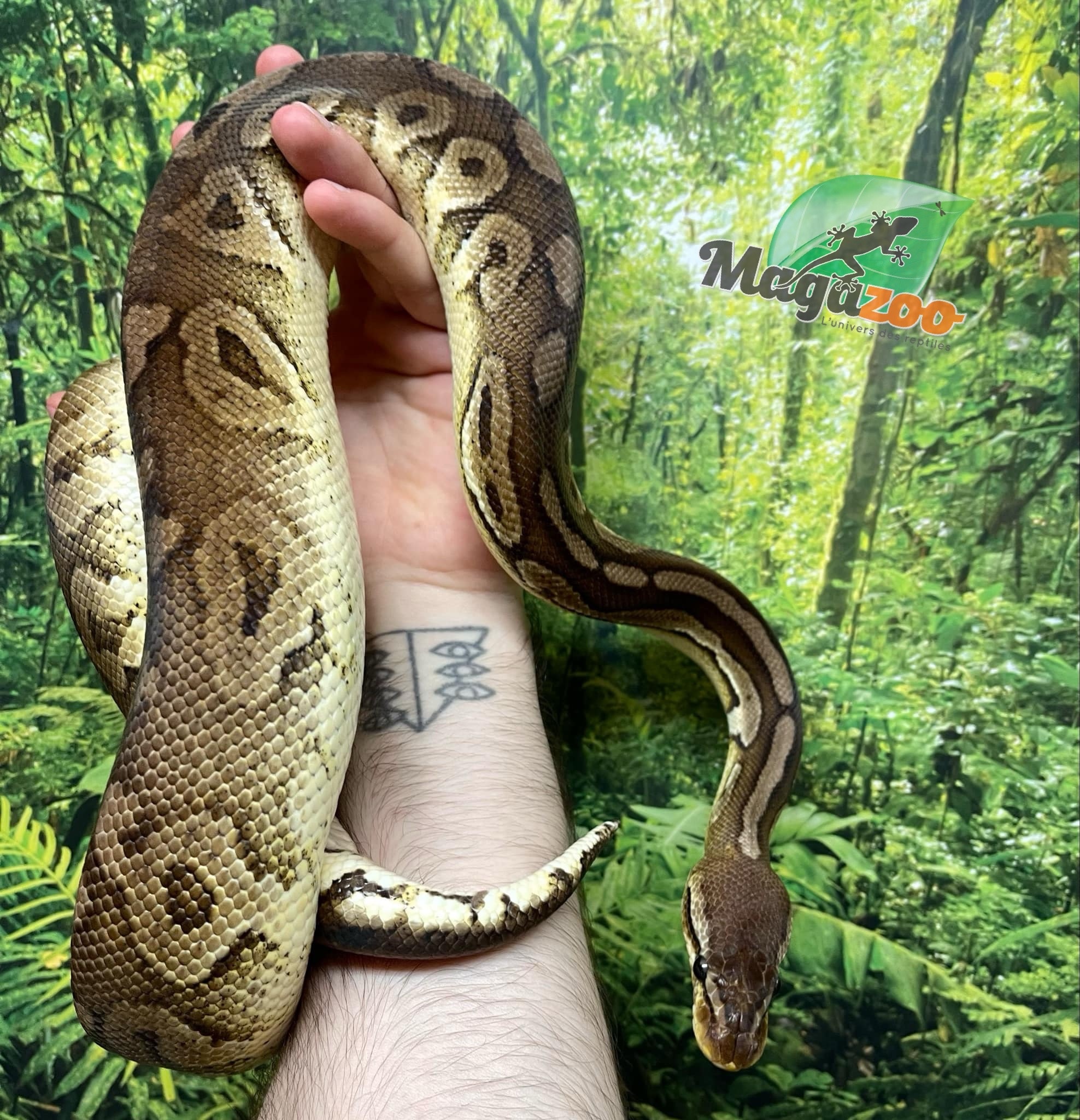 Magazoo Ball Python Pewter Double het Caramel Male #2 (cinamon pastel)