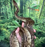 Magazoo Python royal Pewter (DH. Caramel  Pied) Male #2