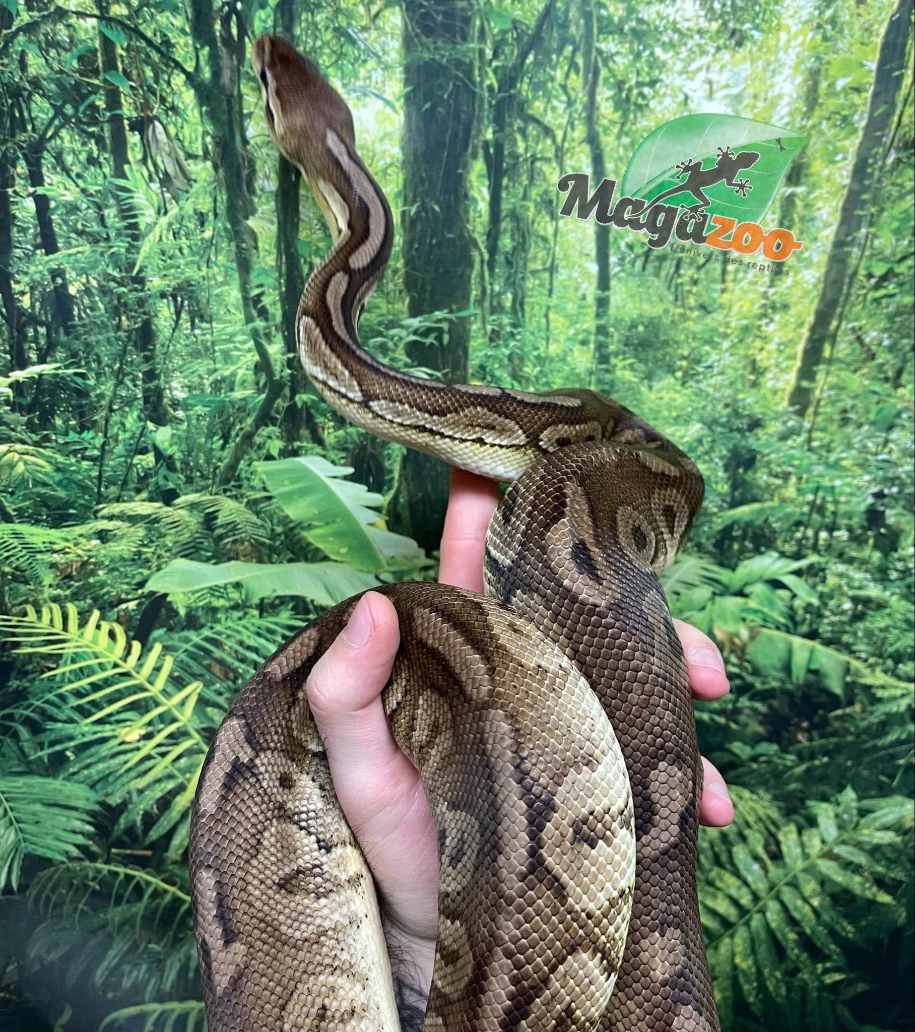 Magazoo Ball Python Pewter Double het Caramel Male #2 (cinamon pastel)