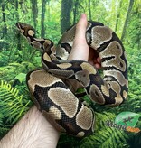 Magazoo Python royal Blade double het clown ultramel Mâle