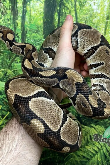 Magazoo Python royal Blade double het clown ultramel Mâle