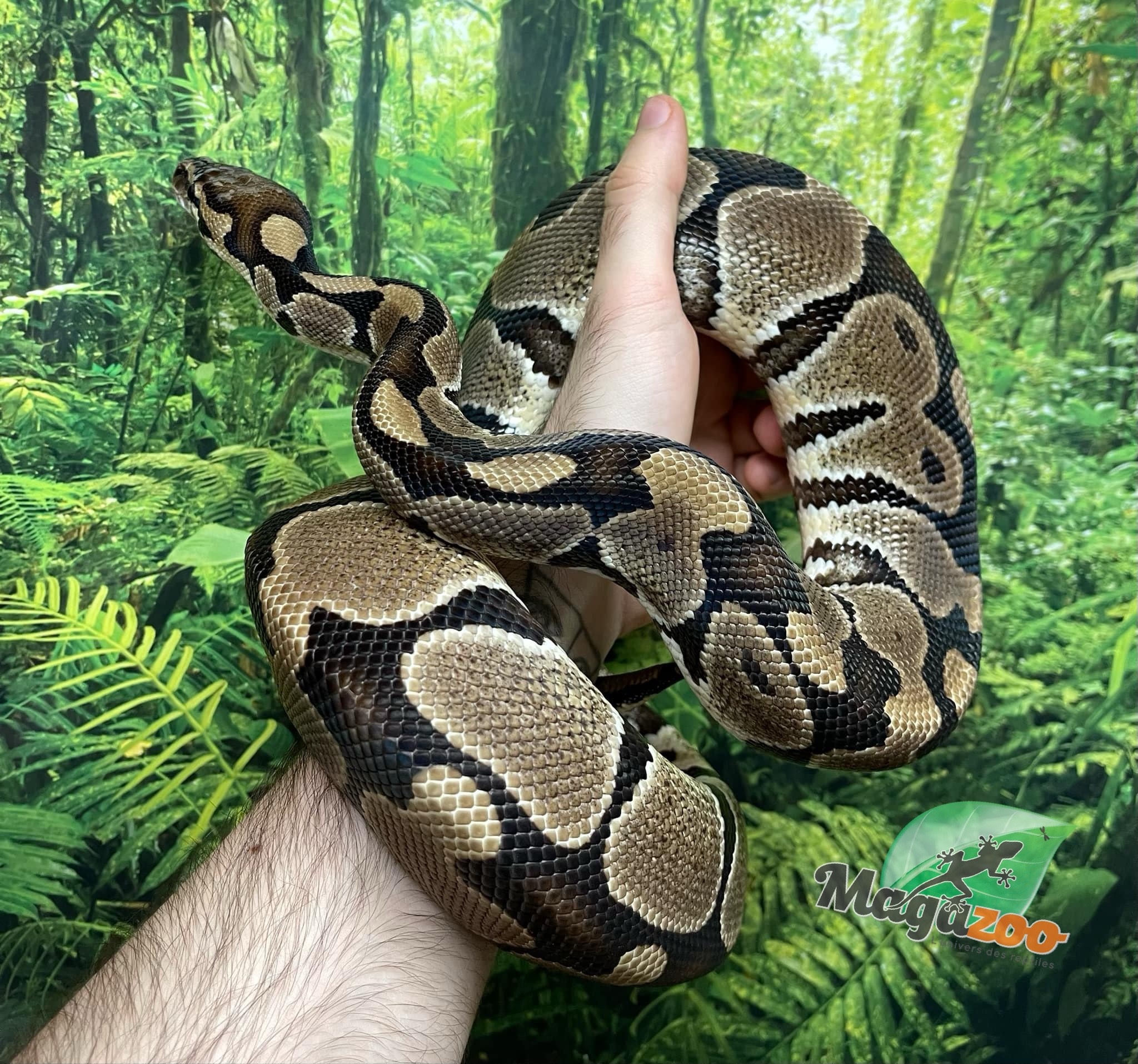 Magazoo Python royal Blade double het clown ultramel Mâle