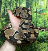 Magazoo Ball Python Blade double het clown ultramel Male