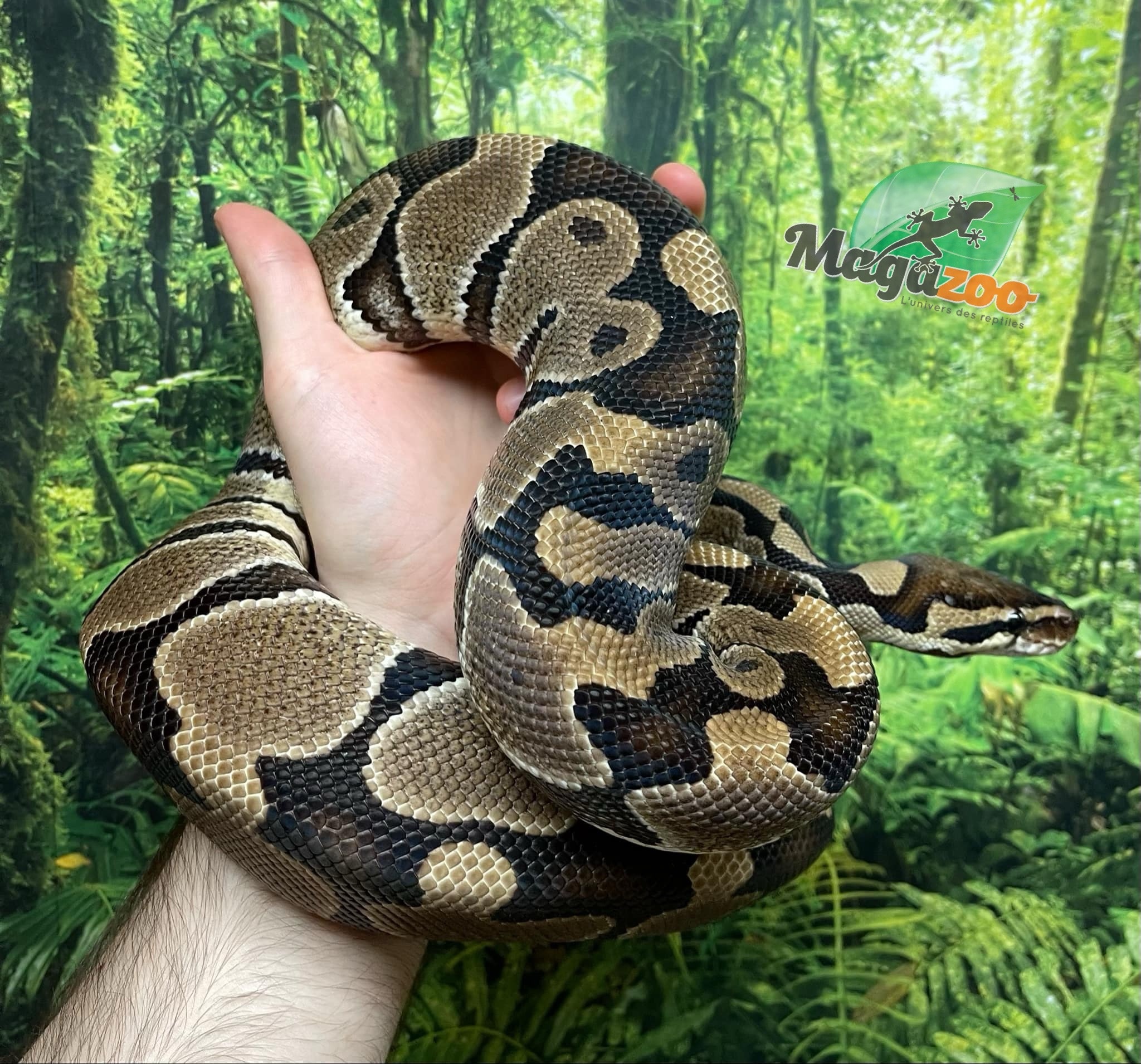 Magazoo Python royal Blade double het clown ultramel Mâle