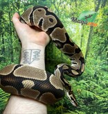 Magazoo Python royal Blade double het clown ultramel Mâle