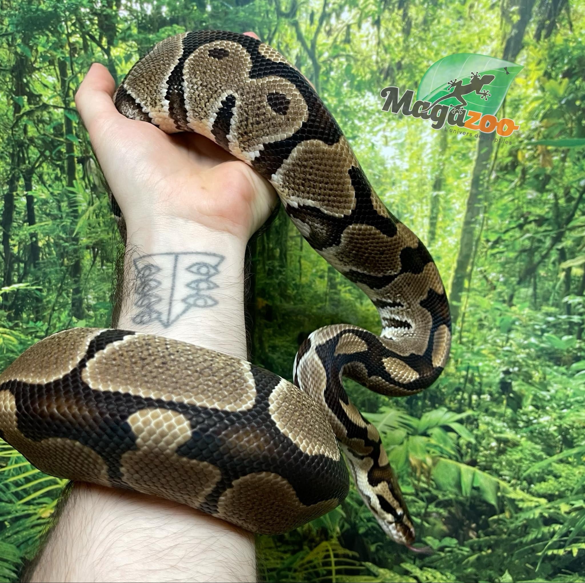 Magazoo Python royal Blade double het clown ultramel Mâle