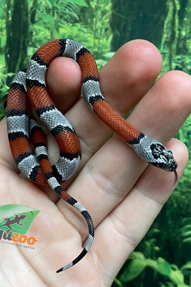 Magazoo Baby 2024 Grey-banded king snake #3