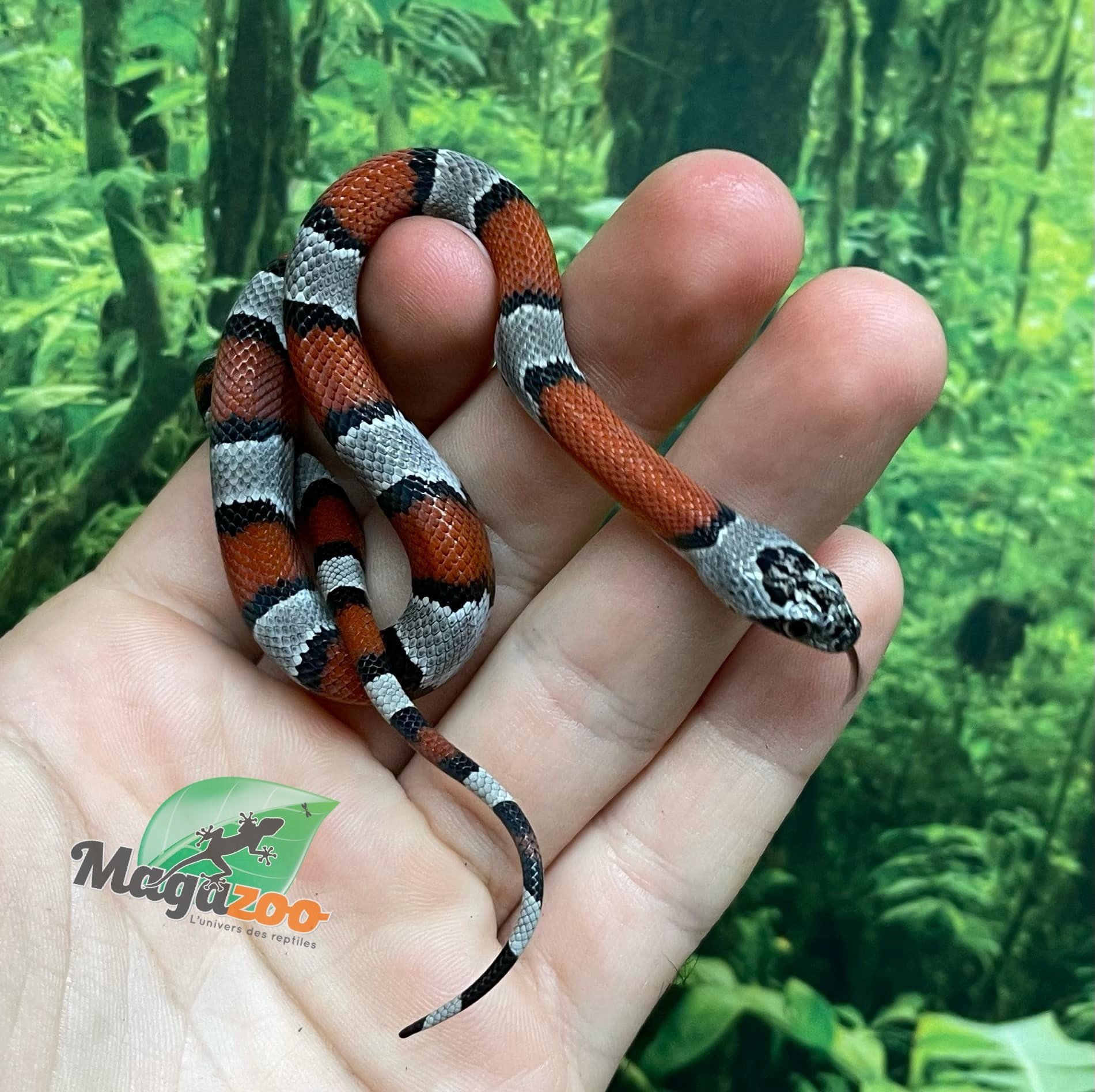 Magazoo Baby 2024 Grey-banded king snake #3