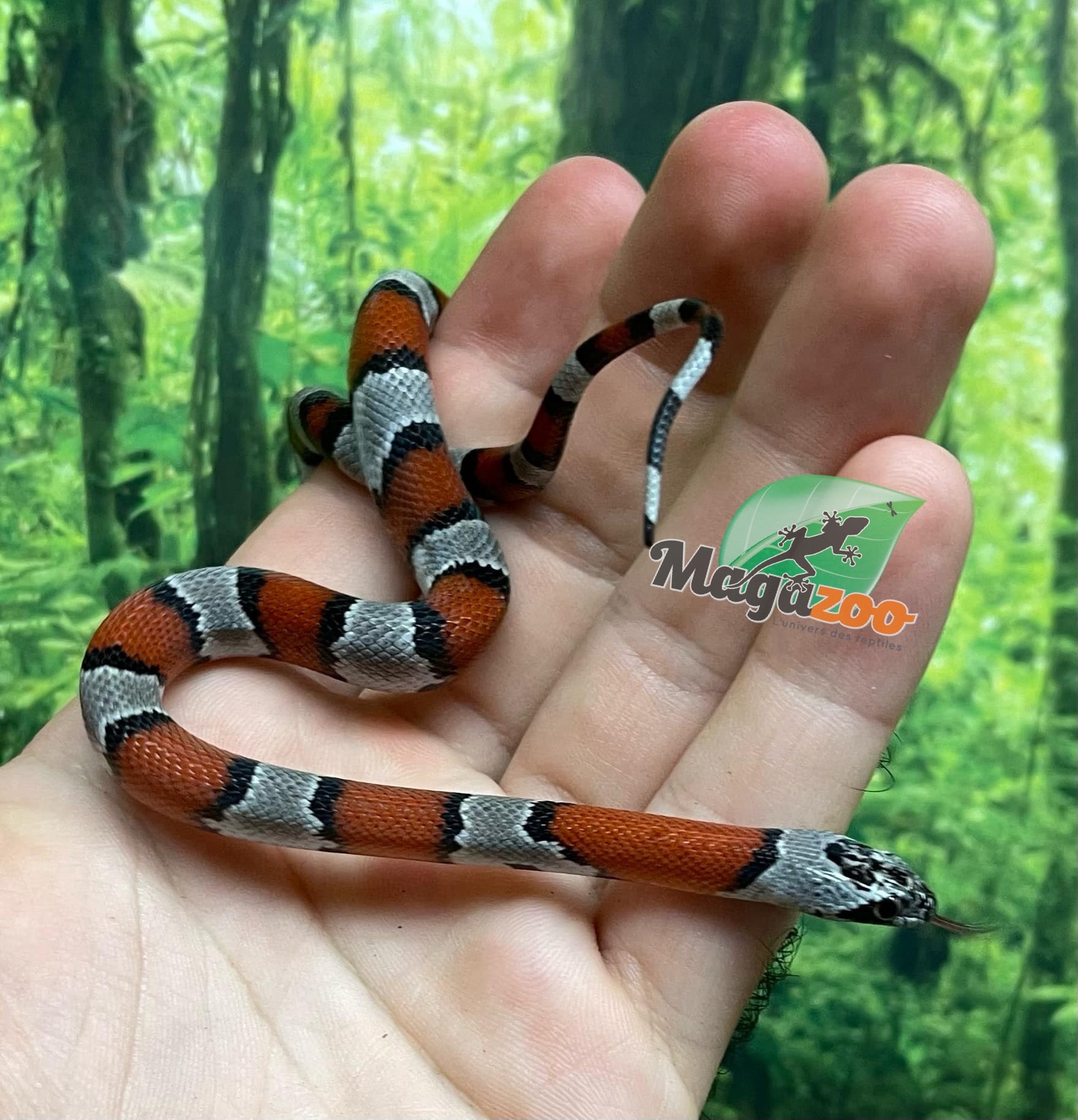 Magazoo Baby 2024 Grey-banded king snake #3