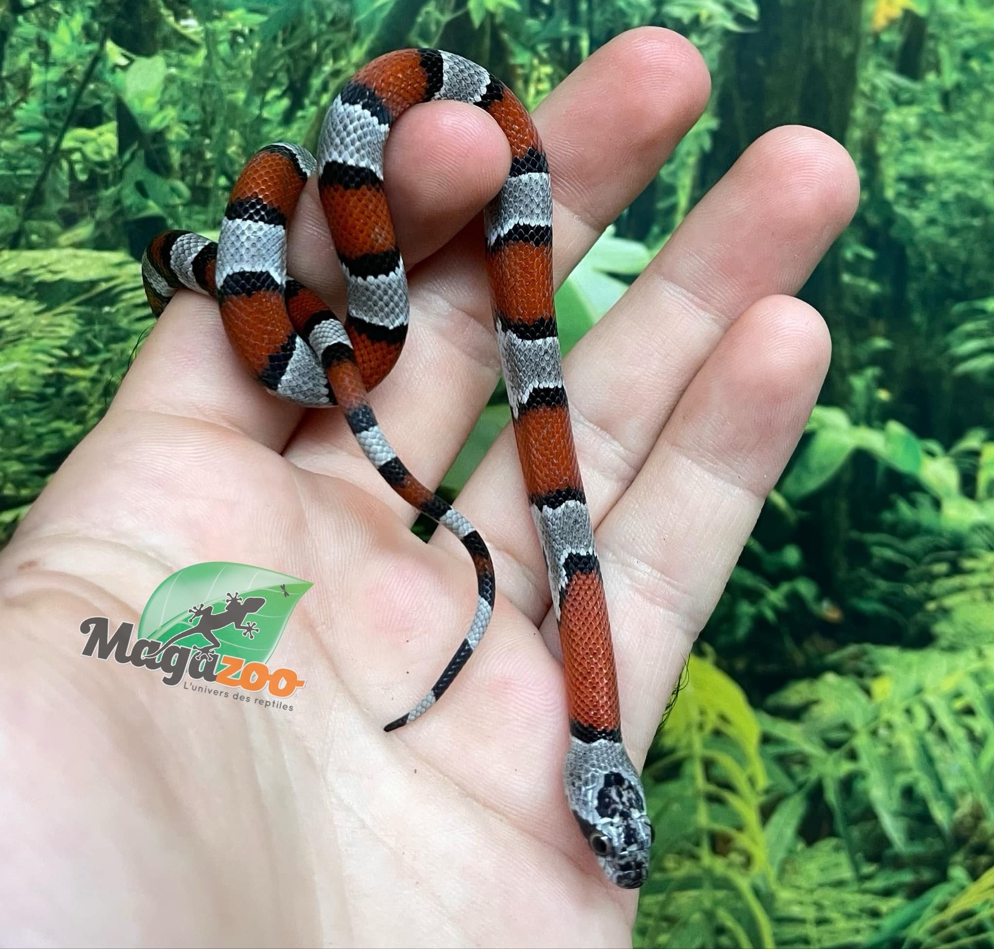 Magazoo Baby 2024 Grey-banded king snake #3