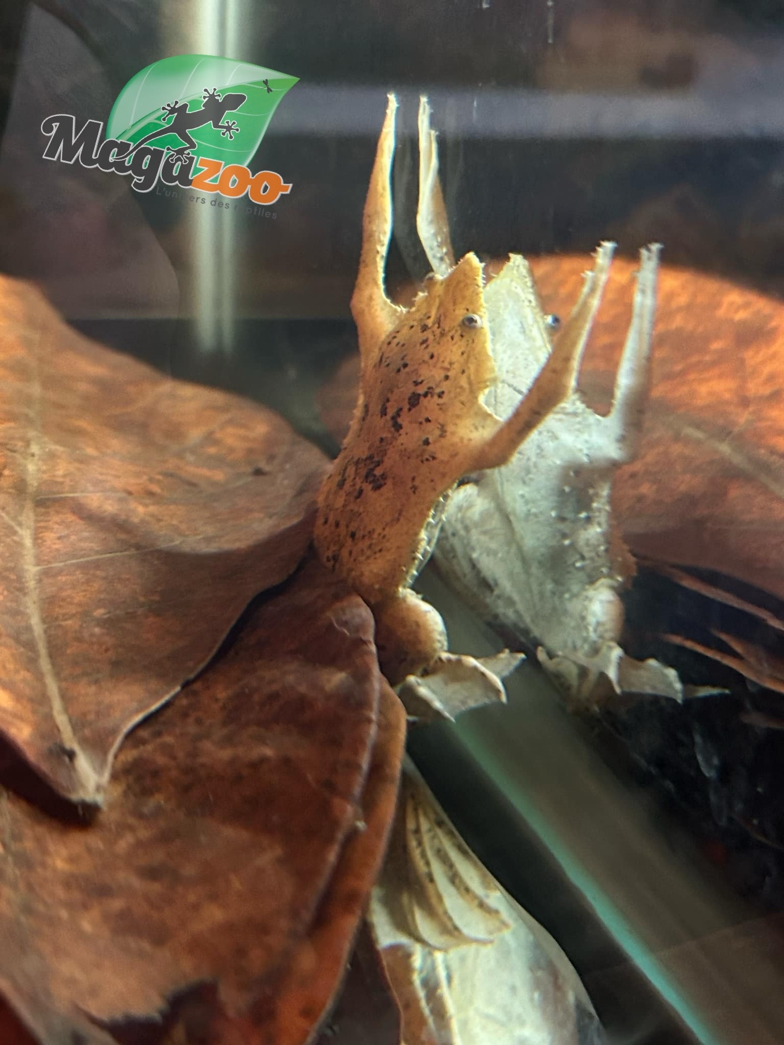 Magazoo Star-fingered toad