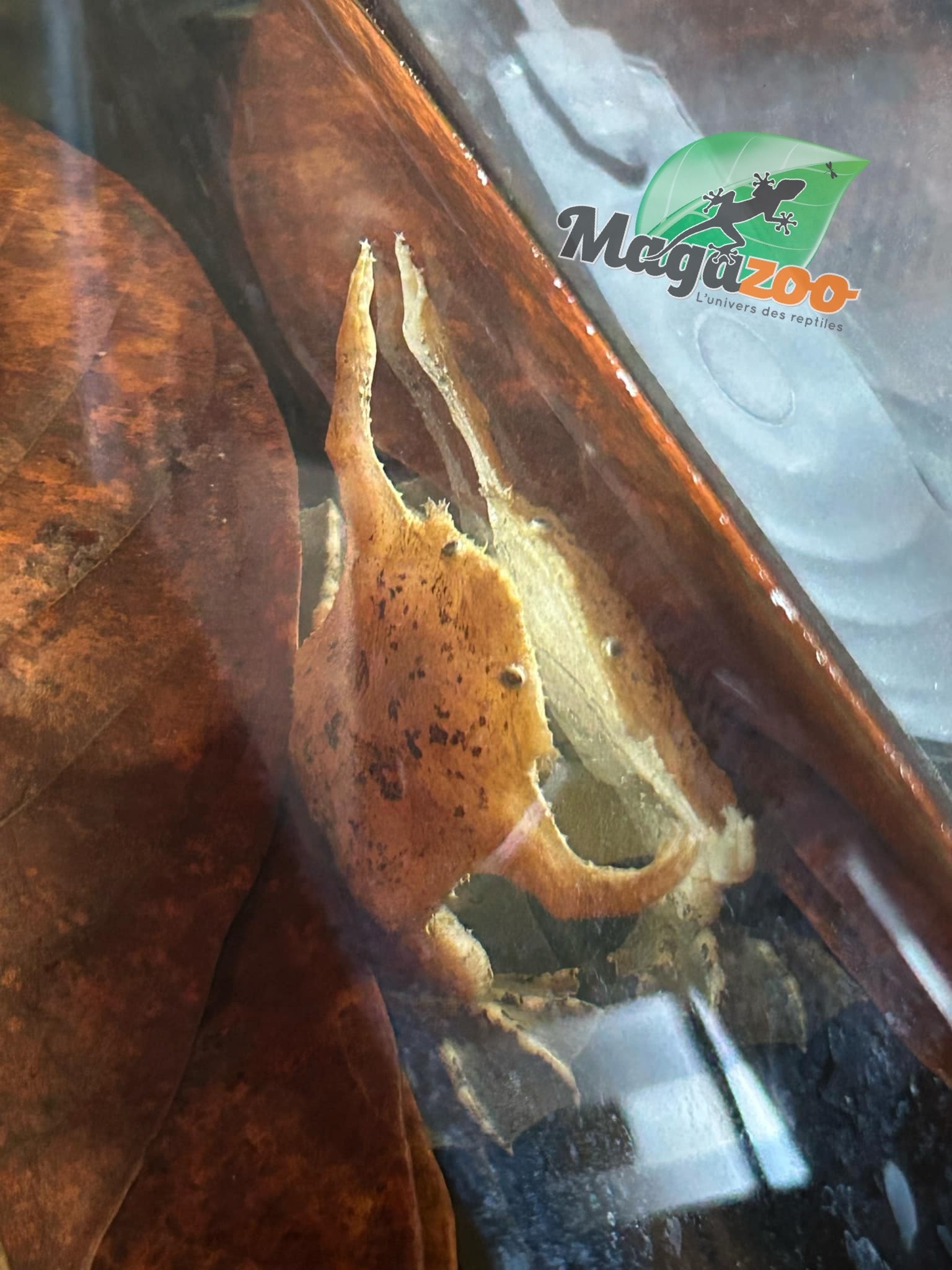 Magazoo Star-fingered toad