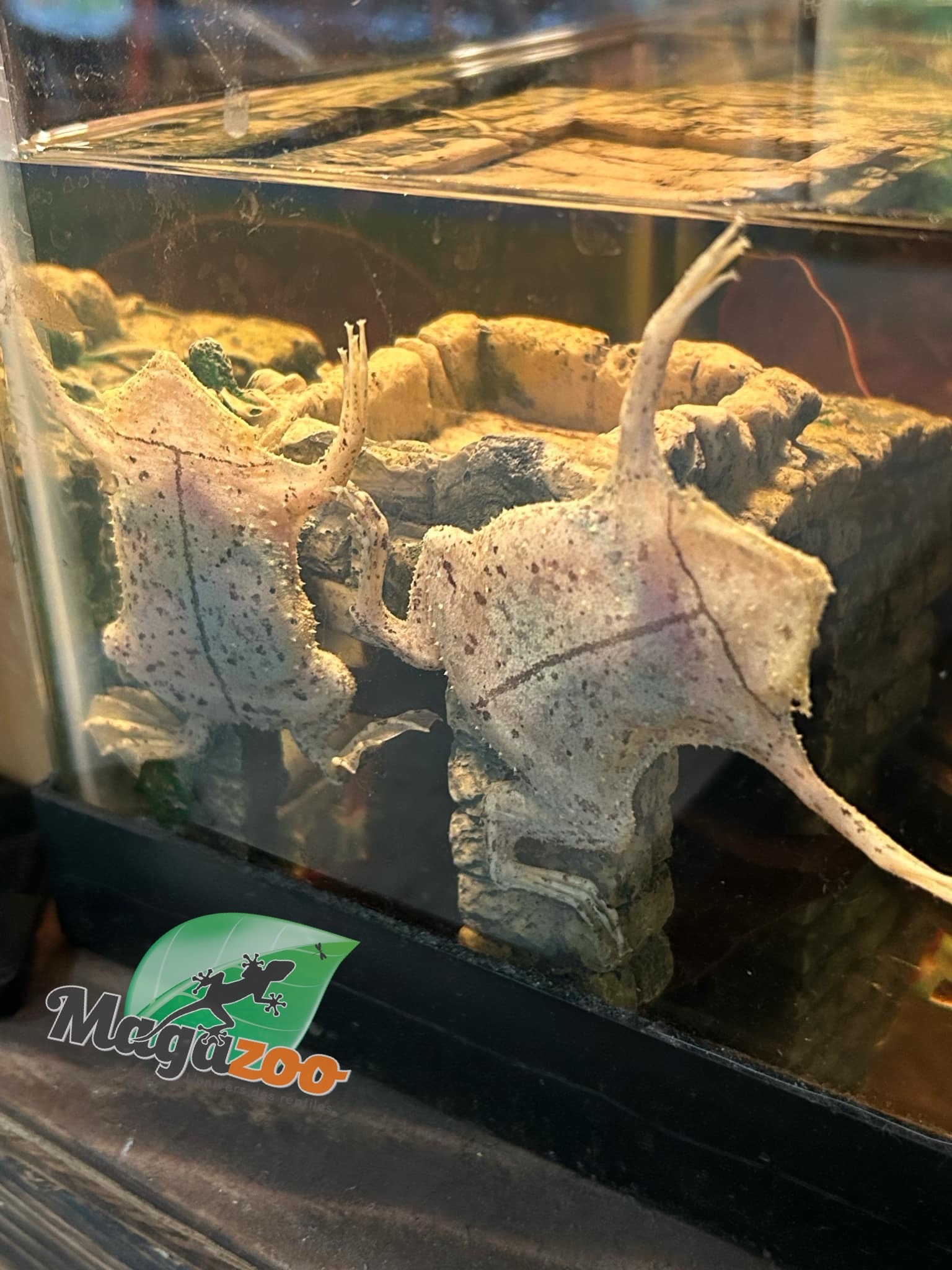 Magazoo Star-fingered toad
