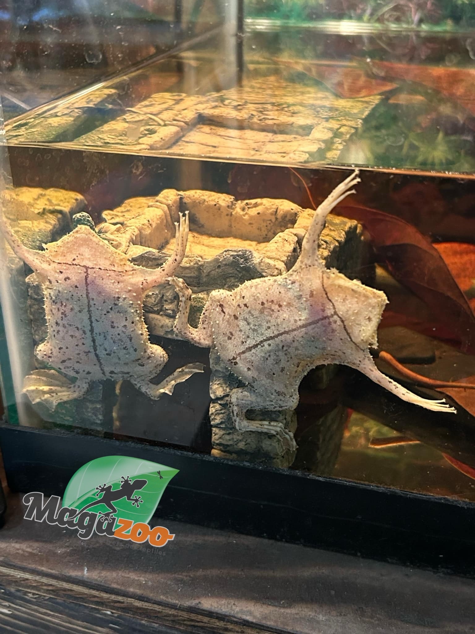 Magazoo Star-fingered toad