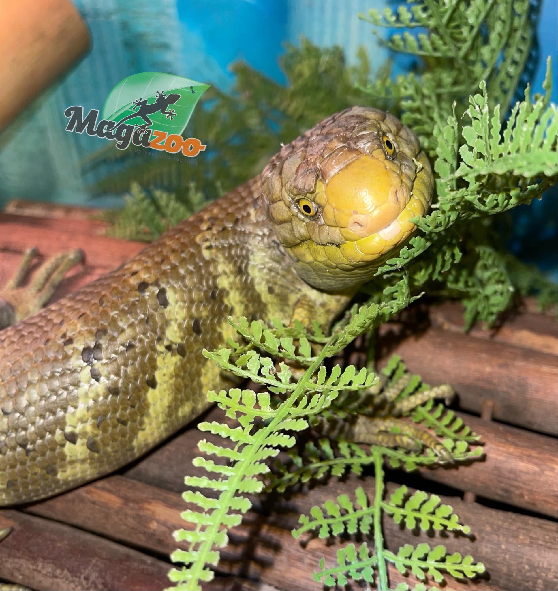 Magazoo Juvenile Monkey tail skink