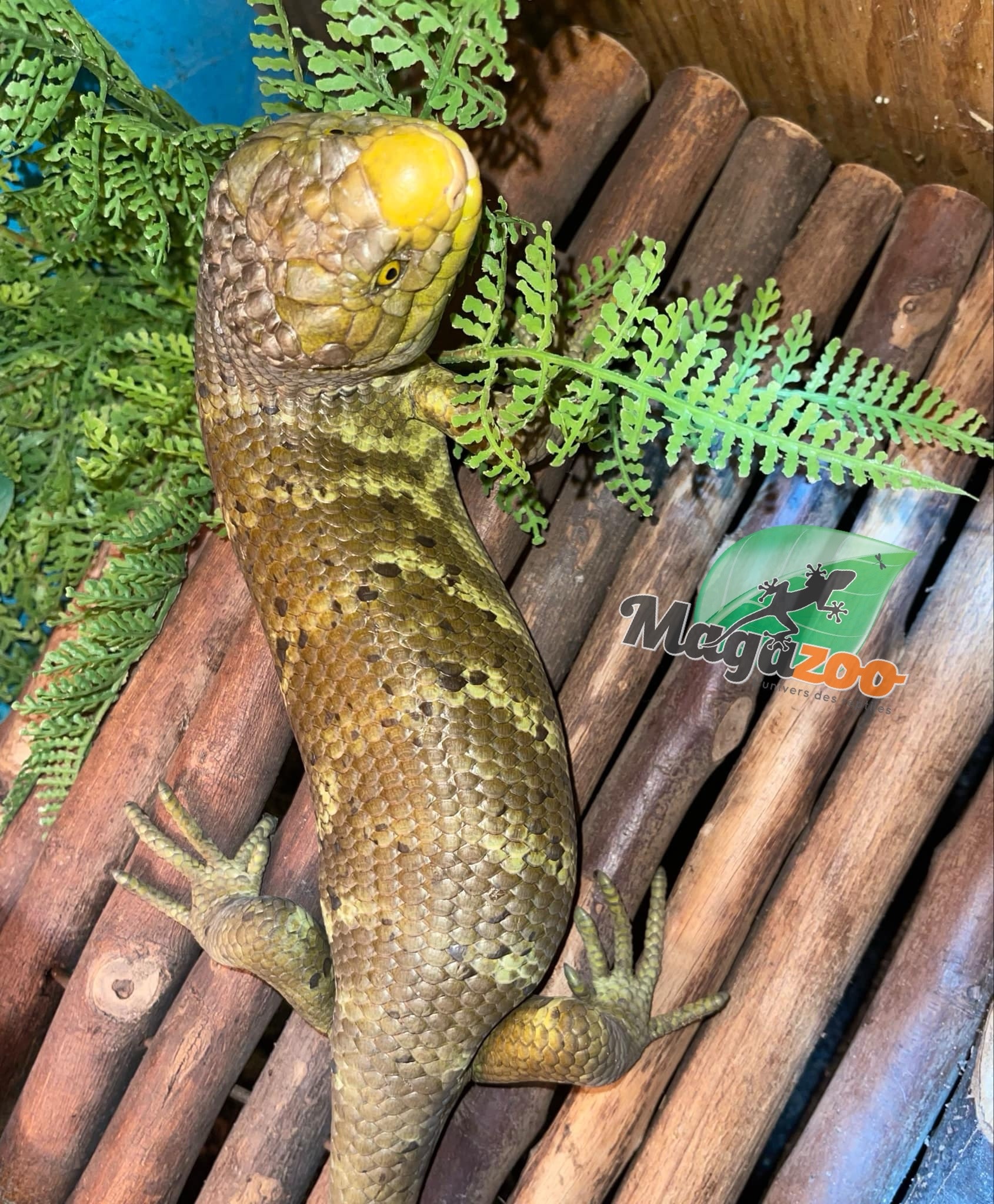 Magazoo Juvenile Monkey tail skink