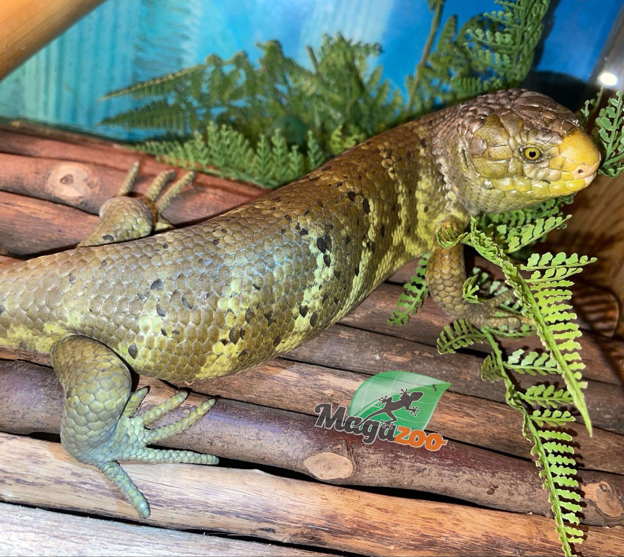 Magazoo Juvenile Monkey tail skink