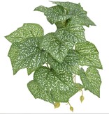 Komodo KOMODO KD-93379 Plante de Pothos à points debout Petite 5''