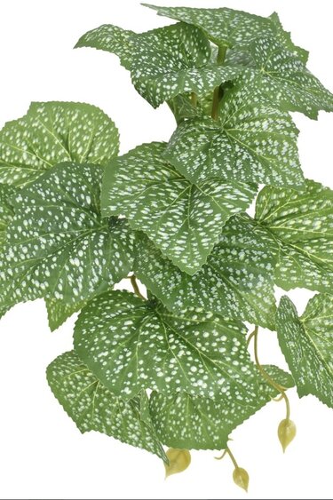 Komodo Standing spotted pothos plant small 5"