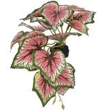 Komodo Standing caladium plant small 5"