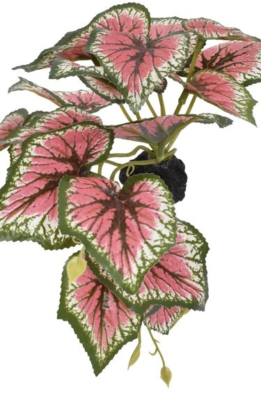 Komodo KOMODO KD-93381 Plante de caladium debout petite 5"
