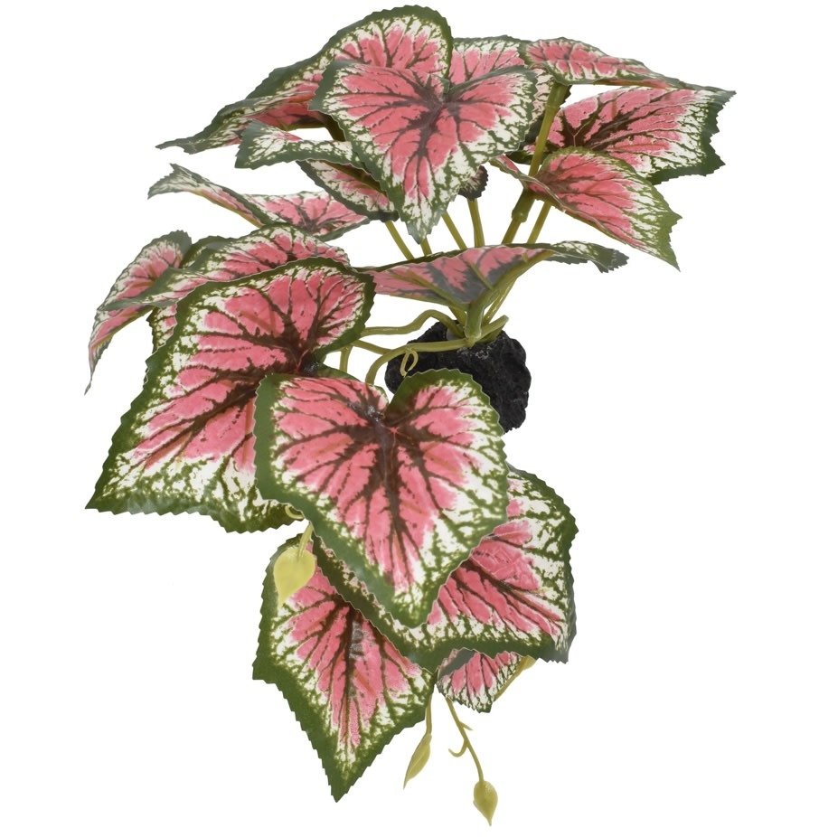 Komodo KOMODO KD-93381 Plante de caladium debout petite 5"