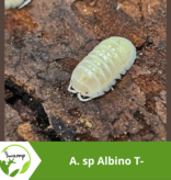 La Swamp Cloporte - Isopod - A. Sp Albino T- 10+