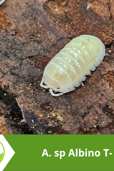 La Swamp Cloporte - Isopod - A. Sp Albino T- 10+