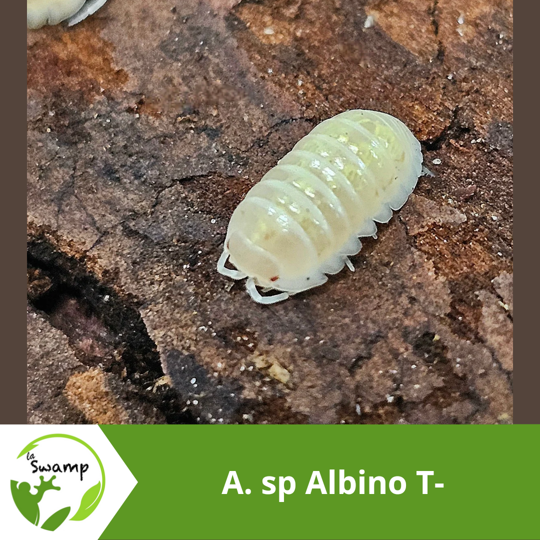 La Swamp Woodlouse Culture - Isopods - A. Sp Albino T- 10+