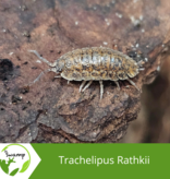 La Swamp Woodlouse Culture Isopod - Trachelipsus Rathkii 15+